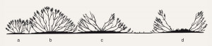 Vývojové fáze vřesu obecného (Calluna vulgaris). Pionýrská 6–10 let (a), budující 7–15 let (b), dospělá 14–25 let (c), degenerativní více než 20 let (d). Upraveno podle: A. S. Watt (1955), kreslila R. Bošková