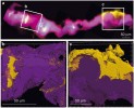 Trojrozměrná rekonstrukce biofilmu tvořeného dvěma nepatrně odlišnými genotypy bakterie Leptospirillum typu II. Genotyp specializovaný na místa  s vyšší konkurencí označen žlutě,  pionýrský genotyp fialově. Jiné mikro­organismy a houby nejsou zobrazeny.  Foto: V. J. Denef a kol. (Proceedings of the National Academy of Sciences 2010, 107.6: 2383–2390), s laskavým svolením