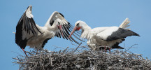 Setkání samce a samice čápa bílého (Ciconia ciconia) po příletu na hnízdo. Foto S. Kvapil