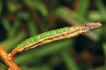 Housenka drobníčka rojovníkového (Stigmella lediella) vytváří v listech rojovníku minu zvláštního hadovitého tvaru (ophionom). Foto J. Jaroš a K. Spitzer