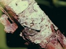 Můra dřevobarvce vlochyňového (Lithophane lamda) – vzácnější tyrfobiont. Foto J. Jaroš a K. Spitzer