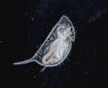  Mladý jedinec hrotnatky čínské (Daphnia sinensis). Foto M. Ešpandr  