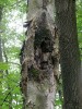 Eutypella parasitica pocházející ze Severní Ameriky tvoří na kmeni javorů (u nás j. klenu – Acer pseudoplatanus) rozsáhlé, až téměř 2 m dlouhé nádory. Způsobuje také intenzivní hnilobu dřeva, takže ve větší míře napadené stromy  se lámou. Lesní porost ve Slezsku. Foto K. Černý