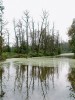 Rozpadající se mokřadní olšina  poblíž řeky Úhlavy napadená plísní  olšovou (Phytophthora ×alni). Foto K. Černý