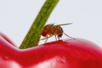 Samice Drosophila suzukii narušuje  kladélkem plod třešně. Foto T. Haye