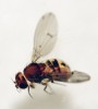 Octomilka Drosophila tripunctata se od ostatních v Evropě zaznamenaných druhů  liší přítomností (obvykle tří) tmavých skvrn ve střední linii zadečkových článků. U podobných našich druhů bývá na každém článku 2–6 skvrn, ale střední linie zůstává světle zbarvená. Foto I. Antušek