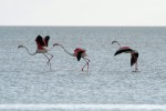 Plameňák růžový (Phoenicopterus roseus), vyskytující se občas i u nás, může pocházet z chovů i z volně žijících populací – téměř se neví o nejbližší kolonii, která vznikla na severu Německa. Foto J. Vogeltanz