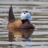 Kachnice bělohlavá (Oxyura leucocephala, na obr.) je jedním z nejohroženějších evropských druhů kvůli šíření americké k. kaštanové (O. jamaicensis), s níž se běžně kříží. Foto S. Harvančík