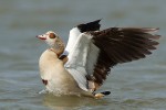 Husice nilská (Alopochen aegyptiaca) se do České republiky dostala ze sousedních západoevropských zemí. Foto S. Harvančík