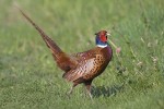 Bažant obecný (Phasianus colchicus) byl v Evropě vysazen už ve starověku a u nás zdomácněl tak dokonale, že je veřejností vnímán jako původní druh. Foto J. Bohdal