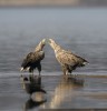 Orel mořský (Haliaeetus albicilla) patří k reintrodukovaným druhům, vypouštěn byl v 70. letech 20. stol.  na Třeboňsku. Foto J. Ševčík