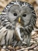 Puštík bělavý (Strix uralensis) začal opět hnízdit na Šumavě díky úspěšné reintrodukci. Foto S. Harvančík