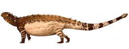 Obrněný dinosaurus Pinacosaurus s nápadným ocasním kyjem. Orig. J. M. Wood. Obr. převzat z Wikimedia Commons, v souladu s podmínkami použití (https://commons.wikimedia.org/wiki/File:Pinacosaurus_Jack_Wood_2017_flipped_transparent.png)