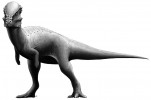 Pachycephalosaurus – severoamerický ptakopánvý dinosaurus s charakteristickou lebeční kupolí. Orig. F. Wierum. Obr. převzat z Wikimedia Commons, v souladu s podmínkami použití (https://commons.wikimedia.org/wiki/File:Pachycephalosaurus_Reconstruction.jpg)