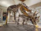 Odvěcí rivalové – Tyrannosaurus a Triceratops. Natural History Museum of Los Angeles, USA. Foto M. Dillon. Obr. převzat z Wikimedia Commons, v souladu s podmínkami použití (https://commons.wikimedia.org/wiki/File:Tyrannosaurus_and_Triceratops_at_Natural_History_Museum_of_Los_Angeles_County.jpg)