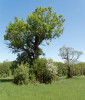 Staré prosychající duby, olše a další dřeviny v oboře Soutok poskytují ideální existenční podmínky více druhům  nesytek. Foto H. Šefrová