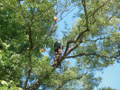 K výzkumu nesytek je třeba instalovat lapače do vyšších částí korun stromů, což vyžaduje značnou fyzickou zdatnost a šikovnost. Foto V. Bělín