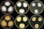 Kolonie a reverz kolonií (zespodu) jednotlivých druhů kultivovaných 21 dní při 25 °C na Petriho miskách. Trichophyton verrucosum, jehož hlavním hostitelem je skot, na Sabouraudově (SAB), bramborovo-dextrózovém (PDA) agaru a agaru se sladinovým extraktem (MEA). Foto A. Čmoková