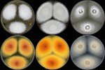 Kolonie a reverz kolonií (zespodu) jednotlivých druhů kultivovaných 21 dní při 25 °C na Petriho miskách. Trichophyton erinacei, druh přenášený  ježky, který se v Evropě stále častěji  objevuje v souvislosti s chovem ježků jako domácích mazlíčků, na SAB, MEA a PDA. Foto A. Čmoková