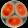 Kolonie a reverz kolonií (zespodu) jednotlivých druhů kultivovaných 21 dní při 25 °C na Petriho miskách. Červeně pigmentovaný kmen Trichophyton benhamiae, z evropské původní populace tohoto druhu, na MEA (reverz kolonie). Foto A. Čmoková