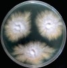 Kolonie a reverz kolonií (zespodu) jednotlivých druhů kultivovaných 21 dní při 25 °C na Petriho miskách. Červeně pigmentovaný kmen Trichophyton benhamiae, z evropské původní populace tohoto druhu, na PDA. Foto A. Čmoková