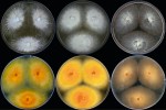 Kolonie a reverz kolonií (zespodu) jednotlivých druhů kultivovaných 21 dní při 25 °C na Petriho miskách. Produkce žlutého pigmentu je, kromě žlutých kmenů Trichophyton benhamiae, výrazná také u druhu Microsporum canis, díky čemuž docházelo velmi často především na počátku epidemie k záměnám mezi těmito druhy. Na obr. M. canis na SAB,  PDA a MEA. Foto A. Čmoková
