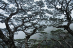 Interiér koruny starého stromu borovice Krempfovy (Pinus krempfii). Severovýchodní okraj Dalatské vysočiny, březen 2011. Foto R. Businský