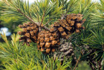 Detail plodné větve borovice Krempfovy (Pinus krempfii) s čerstvě otevřenými šiškami. Dalatská vysočina, únor 1994. Foto R. Businský