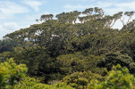 Rozložitá koruna starého stromu borovice Krempfovy (Pinus krempfii) rozkládající se nad úrovní korun sousedních stromů. Tento reliktní druh se vyznačuje plochými listovitými jehlicemi ve dvoučetných svazcích, unikátními mezi žijícími nahosemennými rostlinami (koniferami). Dalatská vysočina v jižním Vietnamu, kde je tento druh endemický (únor 1994). Foto R. Businský