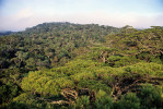 Koruny smíšeného horského pralesa poblíž masivu Bi Doup. Vpravo a na obzoru koruny borovice Krempfovy (Pinus krempfii), v popředí b. dalatské (P. dalatensis). Dalatská vysočina, jižní Vietnam, únor 1994. Foto R. Businský