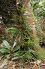 Asi desetiletý semenáč borovice Krempfovy (Pinus krempfii). Severovýchodní okraj Dalatské vysočiny, březen 2011. Foto R. Businský 