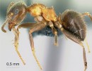 Dělnice rovněž běžného a původního mravence domácího (Lasius emarginatus).  Foto E. Prado (www.antweb.org,  v souladu s pravidly použití)