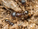 Mravenec drnový (Tetramorium  caespitum) je naším nejběžnějším zástupcem podčeledi Myrmicinae  ve městech a parcích. Dělnice v hnízdě.  Foto P. Krásenský