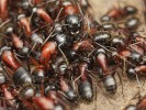 Dělnice mravence dřevokaze  (Camponotus ligniperda), druhu našich lesů, který příležitostně napadá  dřevěné stavby. Foto P. Krásenský