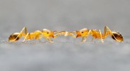 Invazní mravenec faraon (Monomo­rium pharaonis) je známý svou efektivní komunikací. Podobně jako u jiných  mravenců se dělnice dorozumívají  feromony a dotykem tykadel, kdy si  předají informaci o chuti nově  nalezeného potravního zdroje.  Foto A. Wild (www.alexanderwild.com, se svolením autora)