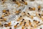 Tropický mravenec Tapinoma melanocephalum, označovaný „mravenec duch“, tvoří hnízda s mnoha dělnicemi, které jsou připraveny kdykoli přemístit vajíčka a larvy do jiného vhodného  prostředí s dostatkem potravy.  Foto A. Wild (www. alexanderwild.com, se svolením autora)