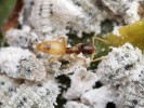 Tapinoma melanocephalum je v současnosti kosmopolitní mravenec, kterého najdeme v budovách po celém světě. Mimo ně ale přežívá jen v tropických a subtropických oblastech, kde může být i významným zemědělským škůdcem, jelikož chová červce (Coccoidea), kteří sají na  tropických plodinách. Foto P. Krásenský (www.insect-foto.com)