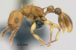 Tetramorium insolens, dělnice představuje nejnověji doložené invazní tropické mravence u nás, a to ze skleníků. Foto E. Prado (www.antweb.org) 