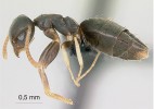 Dělnice Technomyrmex vitiensis představuje nejnověji doložené invazní tropické mravence u nás, a to ze skleníků. Foto A. Nobile (www.antweb.org)