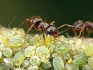Mravenec obecný (Lasius niger) je v České republice nejběžnější mravenec na zahradách a v parcích, kde jeho dělnice často chovají mšice. Občas se ale stane, že zavítá do našich domovů. Foto P. Krásenský