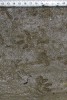 Šelmy není snadné pozorovat, spíše najdeme jejich pobytové stopy – norek americký. Foto z archivu Alka Wild­life, o. p. s.