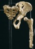 Detail pánve a stehenní kosti u A. afarensis (Lucy). Kyčelní kosti  jsou širší a dopředu stočené, aby unesly hmotnost vzpřímené horní části těla. Foto M. Frouz