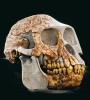Lebka Ardipithecus ramidus, stáří  4,4 milionu let, samice známé jako Ardi z lokality Aramis v Afaru. Velikostí mozku byla ještě srovnatelná se šimpanzem. Foto M. Frouz