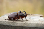 Nosorožík kapucínek (Oryctes nasicornis) patří díky své velikosti a pohlavnímu dimorfismu mezi naše nejatraktivnější brouky. Zejména samci zaujmou výrazným rohem a výrůstky na štítu. Foto D. Vondráček