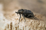 Entomologové často nacházejí křivonožce polokřídlého (Valgus hemipterus) při hledání jiných druhů hmyzu ve starém dřevě, jelikož dospělci se vykuklí již na podzim a čekají do jarních měsíců, kdy opouštějí kukelní komůrku. Foto D. Vondráček