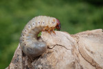 Larvy nosorožíka kapucínka (Oryctes nasicornis) jsou typické ponravy bílé barvy s hnědožlutou hlavičkou, zavalité, rohlíčkovité, dorůstající až 120 mm. Foto D. Vondráček