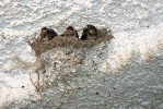 Detail hnízda vlaštovky obecné. Je dobře vidět, jak téměř srůstá s hrubou omítkou klenby. Usedlost v Rožnově. Foto I. Kejíková