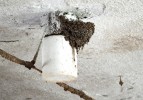 Ve výkrmně prasat v Jaroměři kolonie vlaštovek přednostně staví hnízda na lampách elektrického osvětlení. Foto I. Kejíková