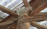 Detail hnízda vlaštovky obecné umístěného na železné traverze nosné konstrukce stáje. Výkrmna býků Jezbiny. Foto I. Kejíková