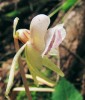 Detail květu tohoto druhu.  Nápadná je nahoru směřující vakovitá ostruha a také mohutný široký pysk  se třemi laloky, obrácený vzhůru. Foto P. Čížková